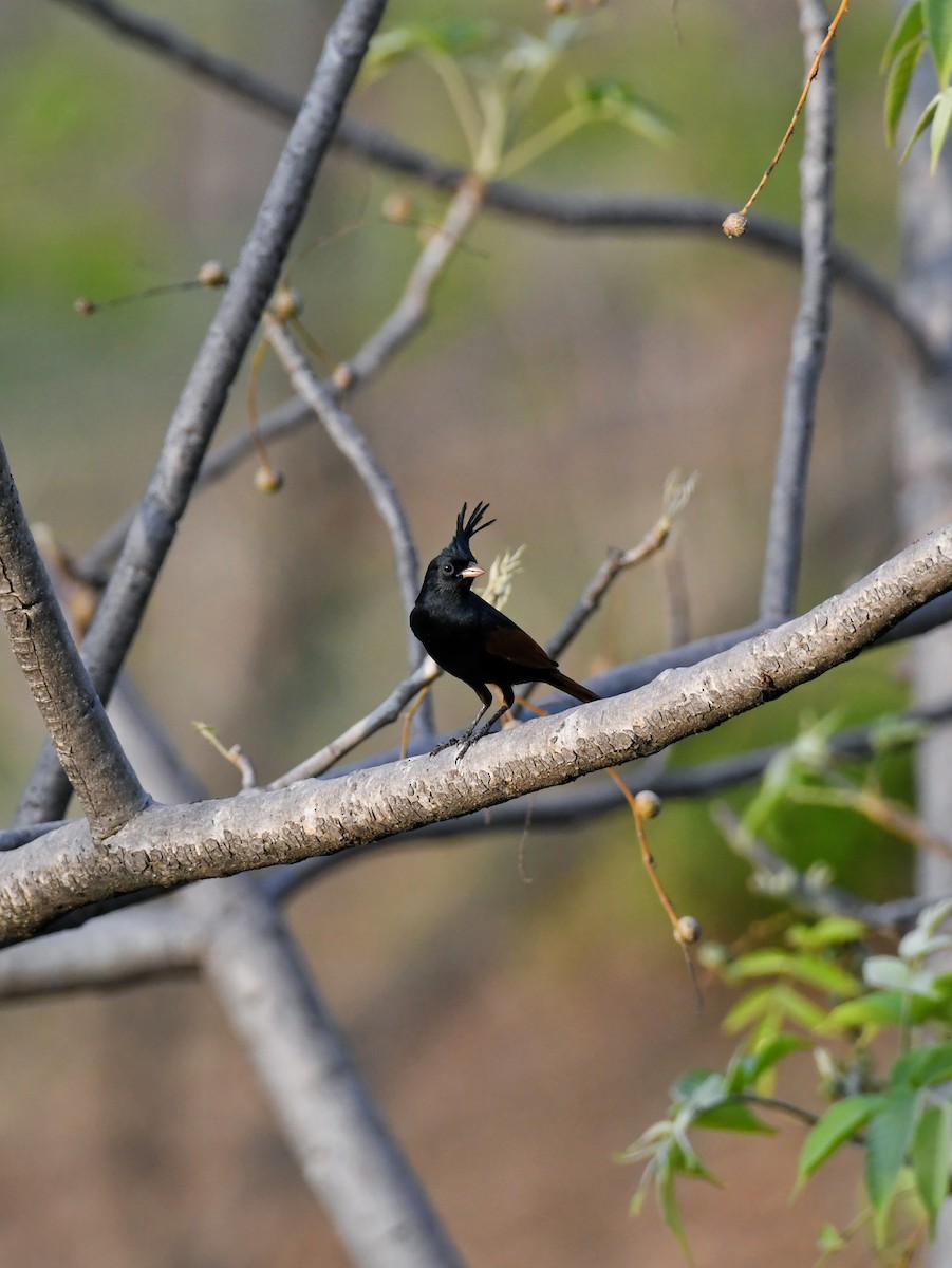 Crested Bunting - ML563134011