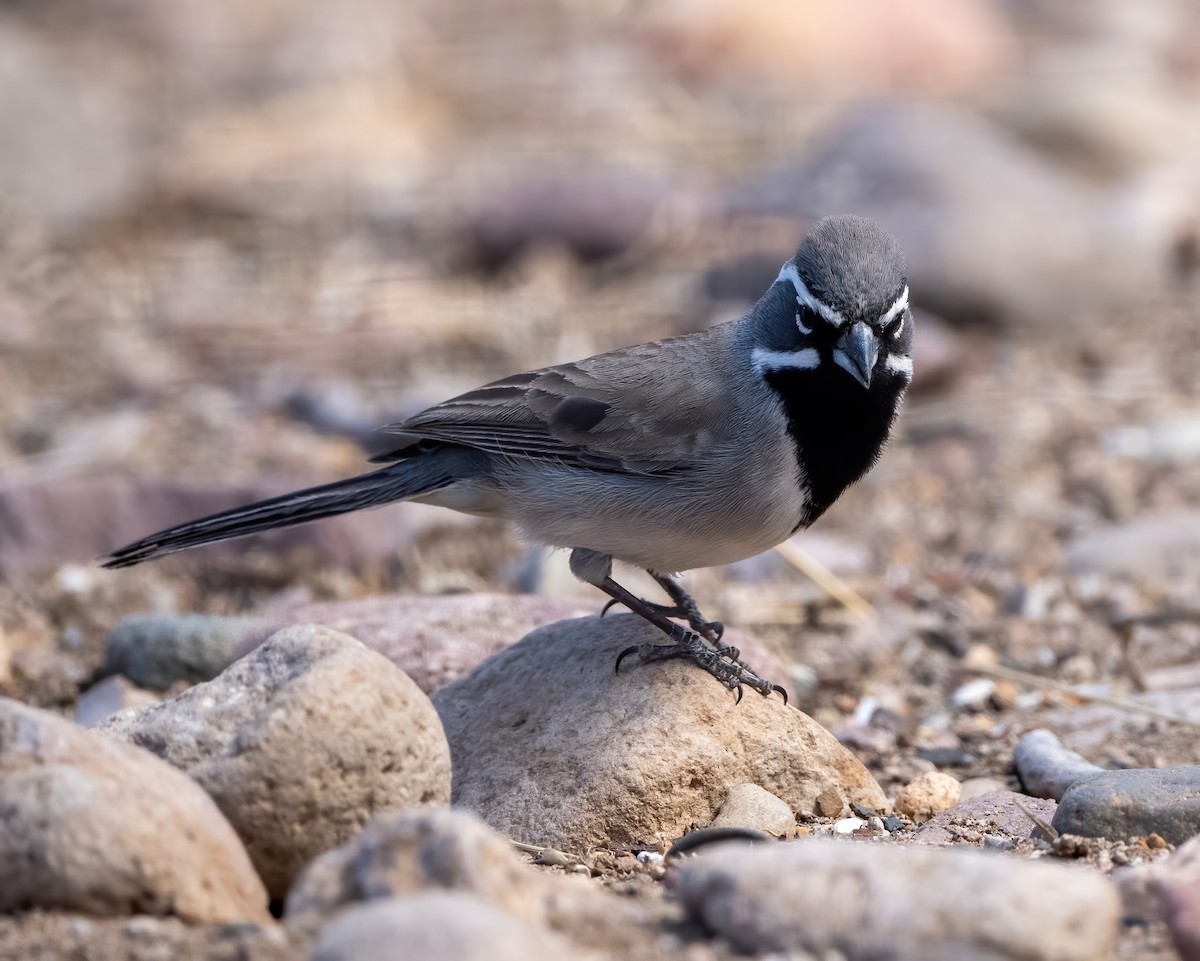 Black-throated Sparrow - ML563134111