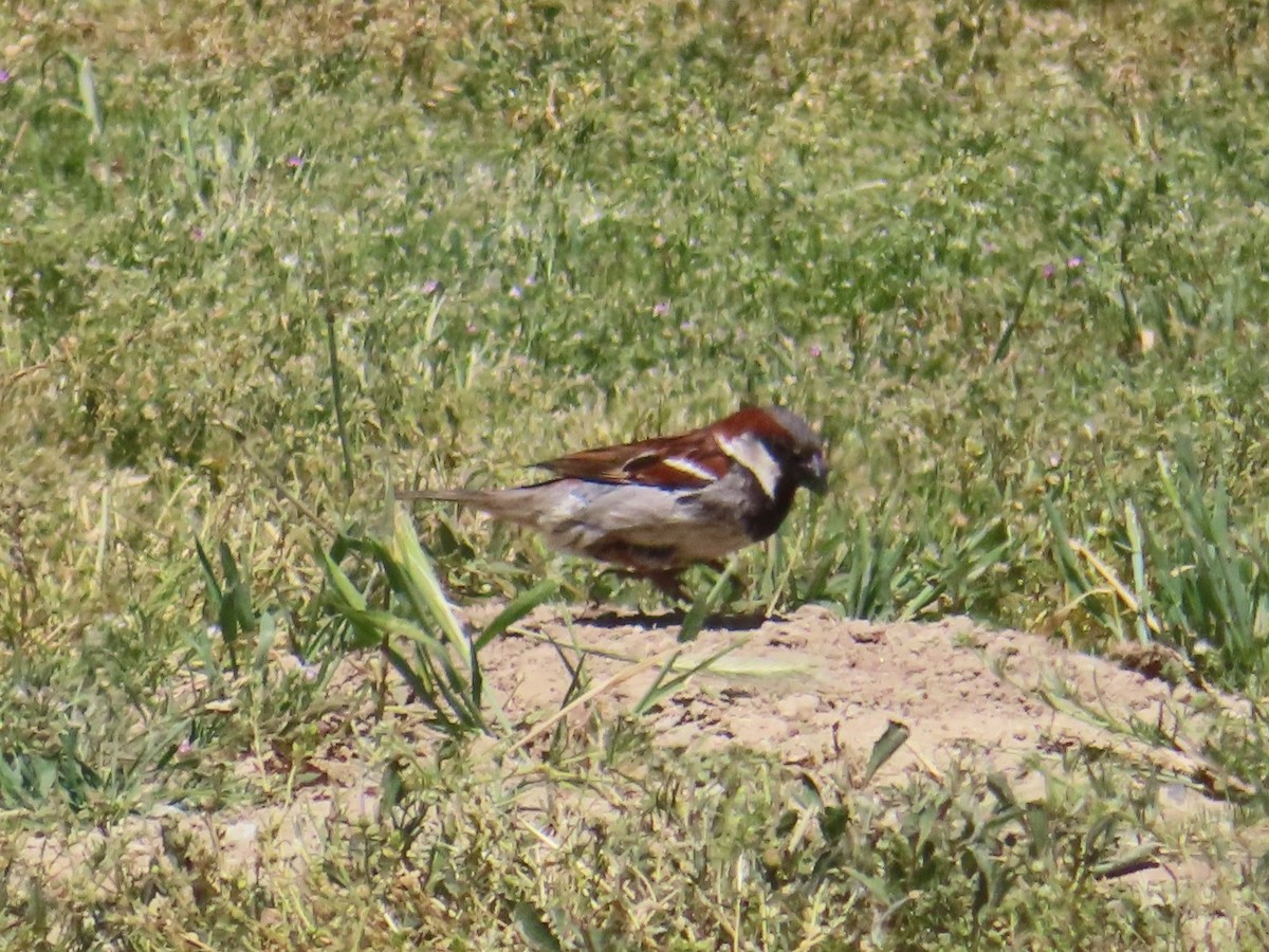 House Sparrow - ML563134831