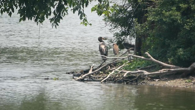 Painted Stork - ML563134971