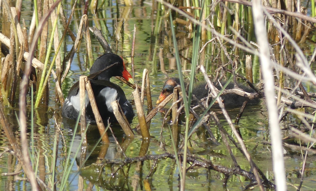 Common Gallinule - ML563134981