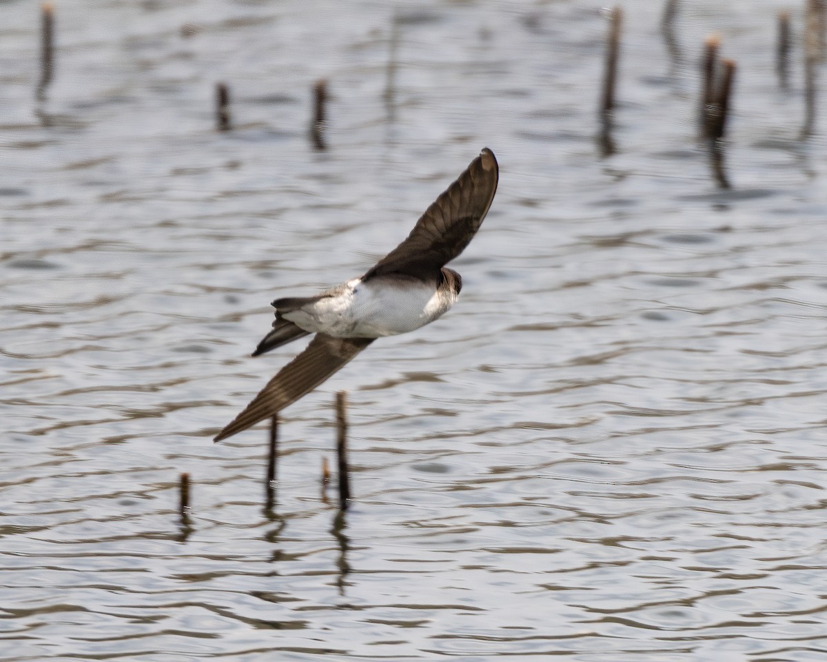 Hirondelle à ailes hérissées - ML563135091