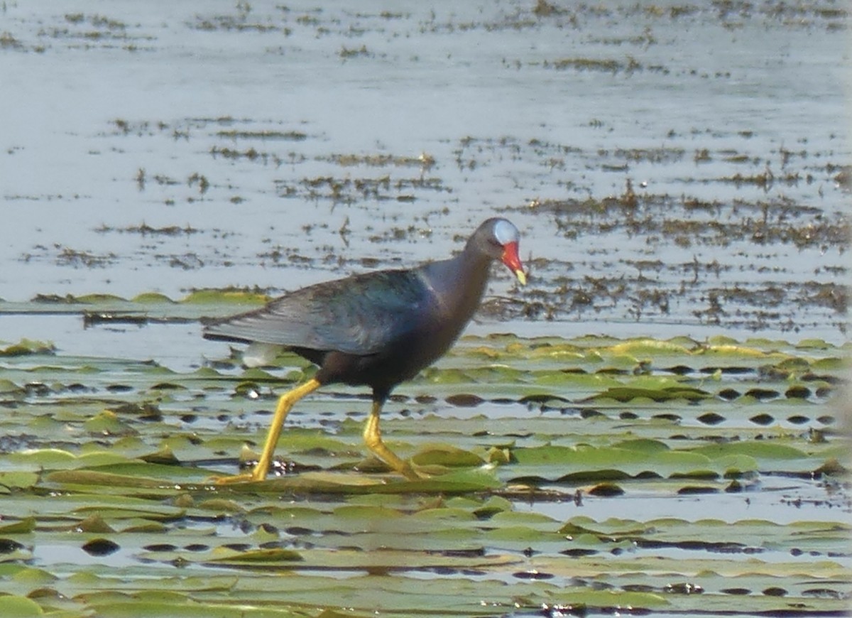 Purple Gallinule - ML563135131