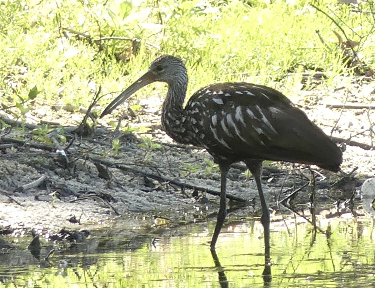 Limpkin - ML563135271