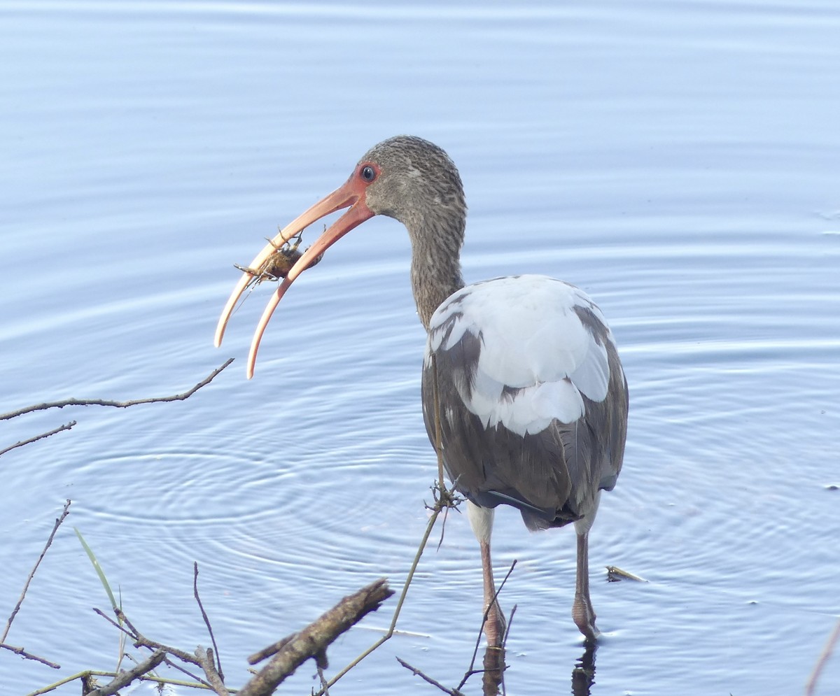 White Ibis - ML563135611