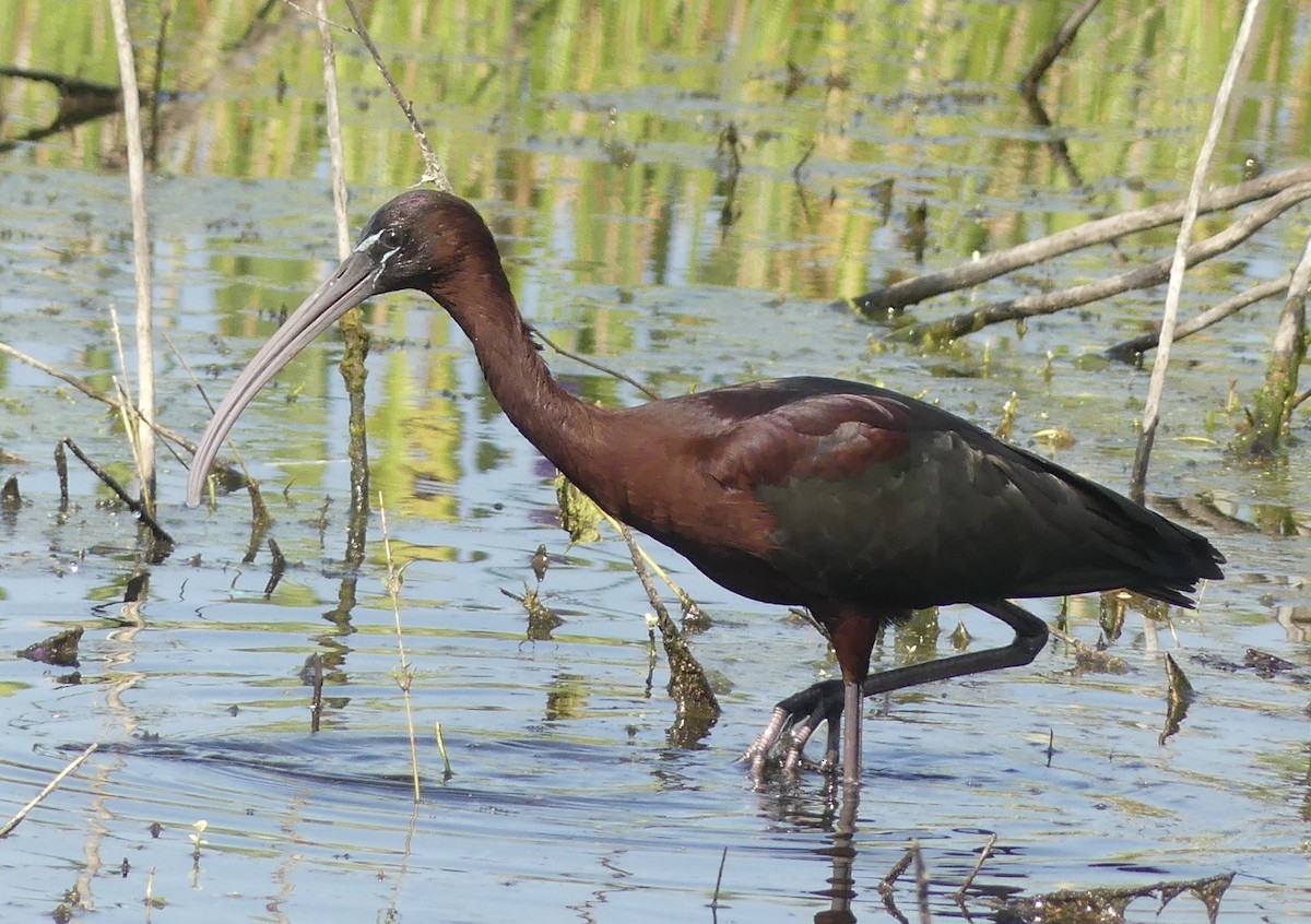 ibis hnědý - ML563135671