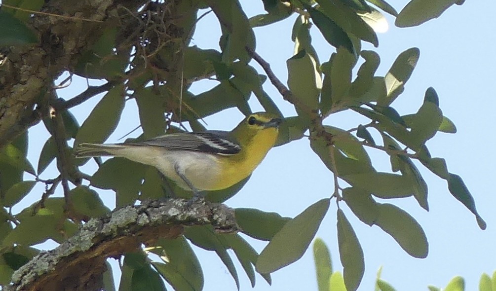 Yellow-throated Vireo - Alain Sylvain