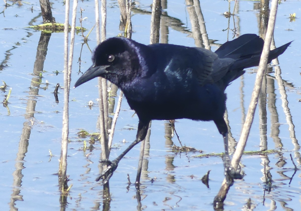 Boat-tailed Grackle - ML563136711
