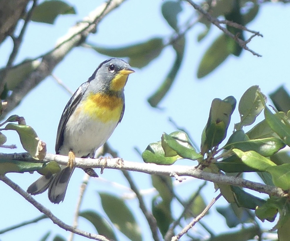 Northern Parula - ML563136841