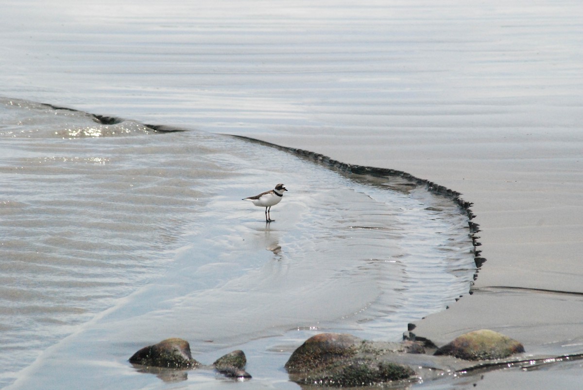Semipalmated Plover - ML563137451