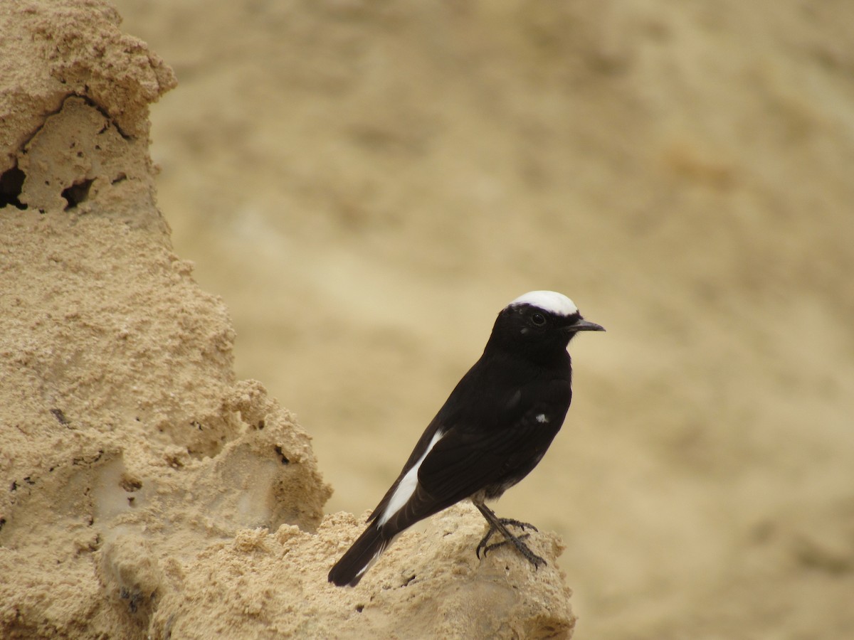 White-crowned Wheatear - ML563137531