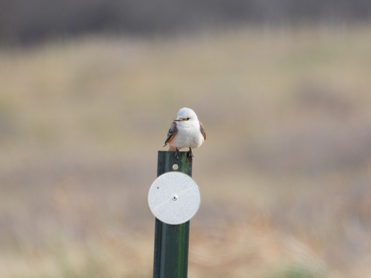 Scissor-tailed Flycatcher - ML563138311