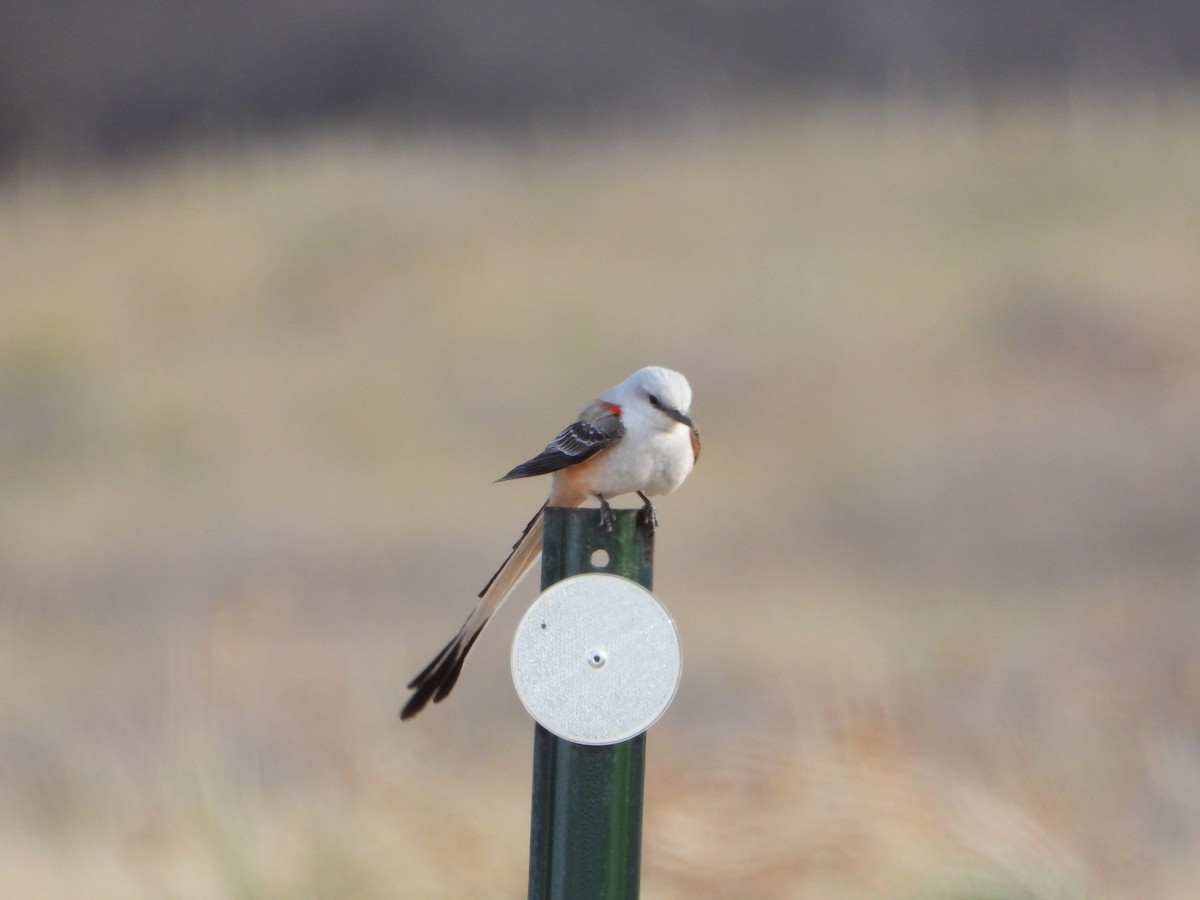 Scissor-tailed Flycatcher - ML563138481