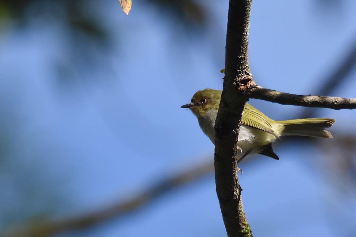 Bay-ringed Tyrannulet - ML563139051