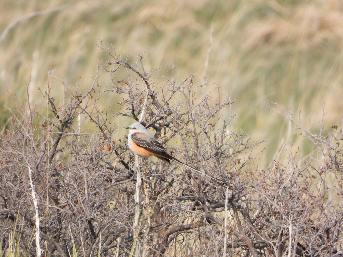 Scissor-tailed Flycatcher - ML563140081