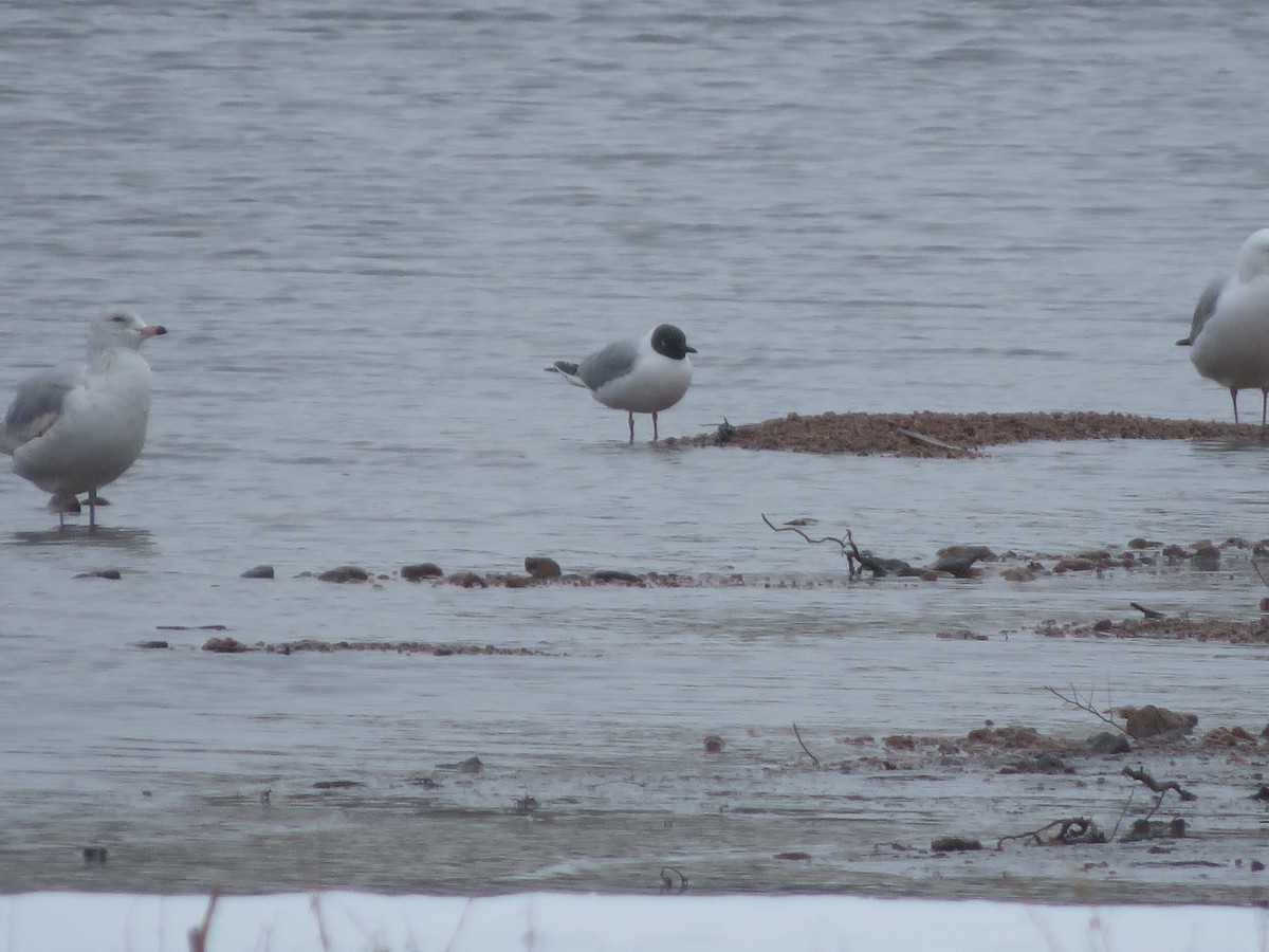 Gabbiano di Bonaparte - ML563140291