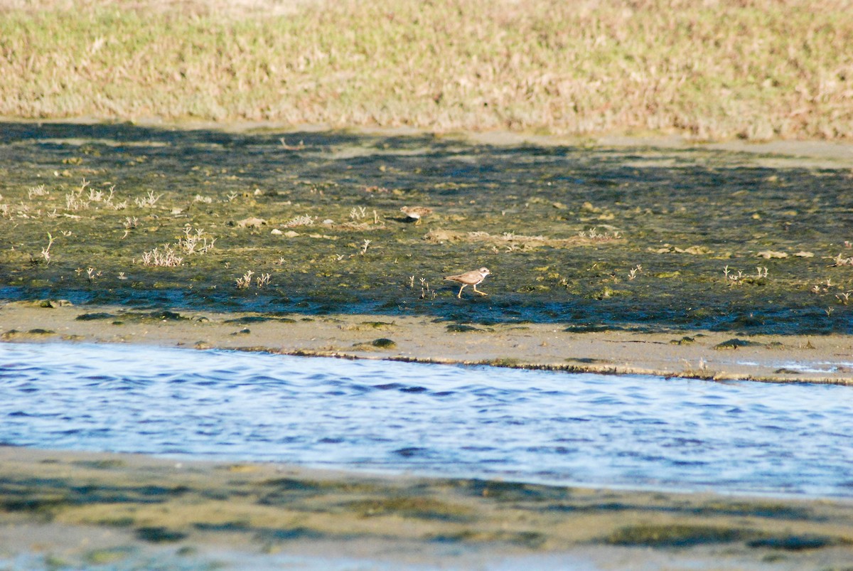 Semipalmated Plover - ML563140441