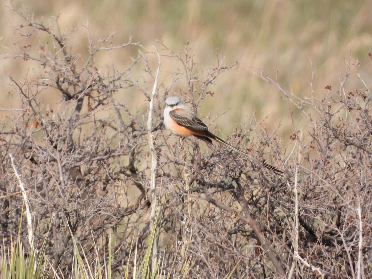 Scissor-tailed Flycatcher - ML563141091