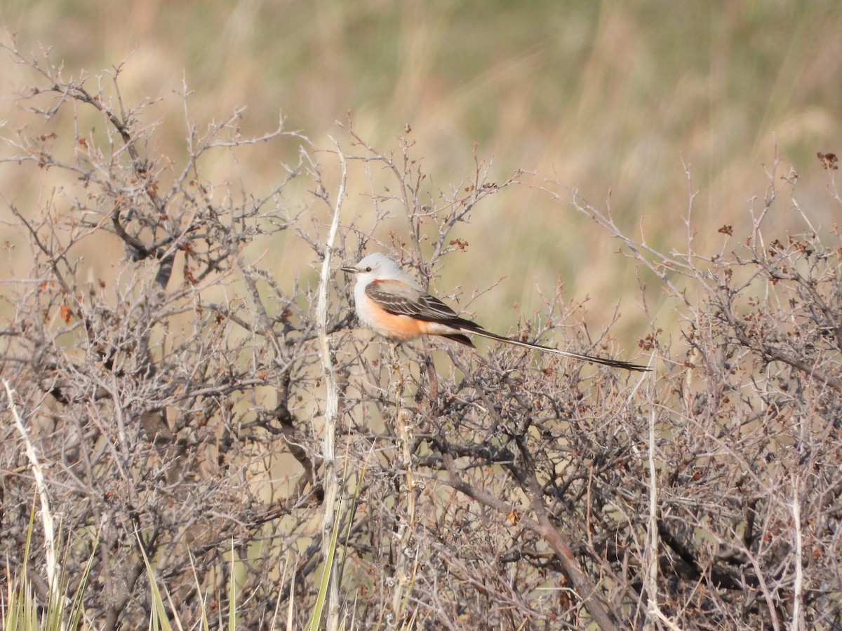 Scissor-tailed Flycatcher - ML563142321