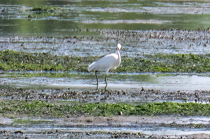 Chinese Egret - ML563143321