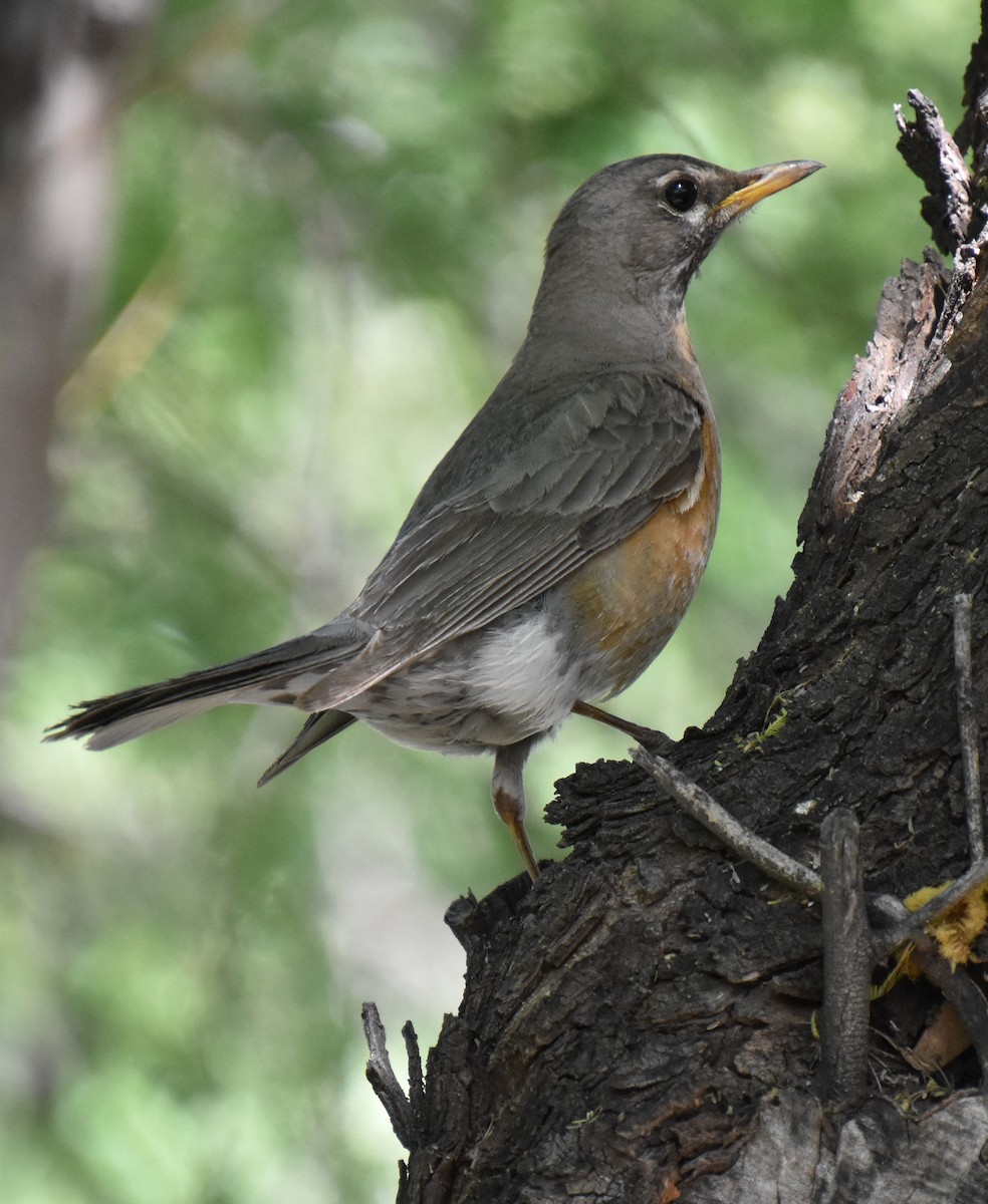 American Robin - valerie boman