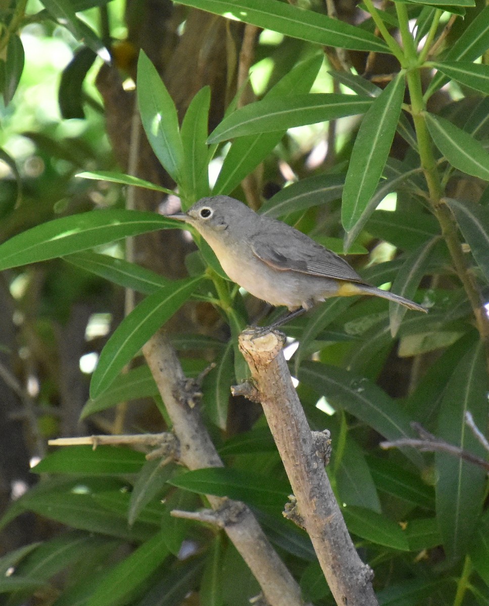 Virginia's Warbler - ML563144191