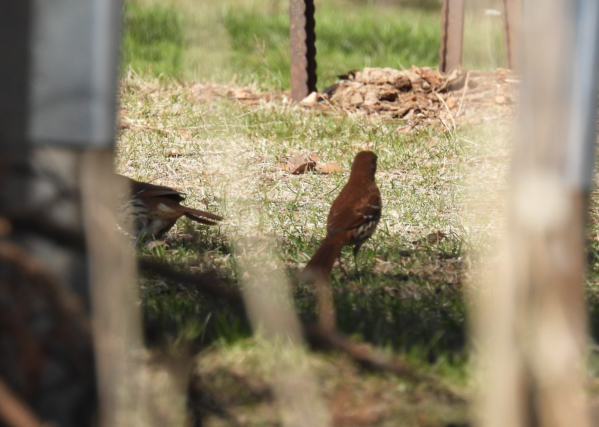 Brown Thrasher - ML563144221