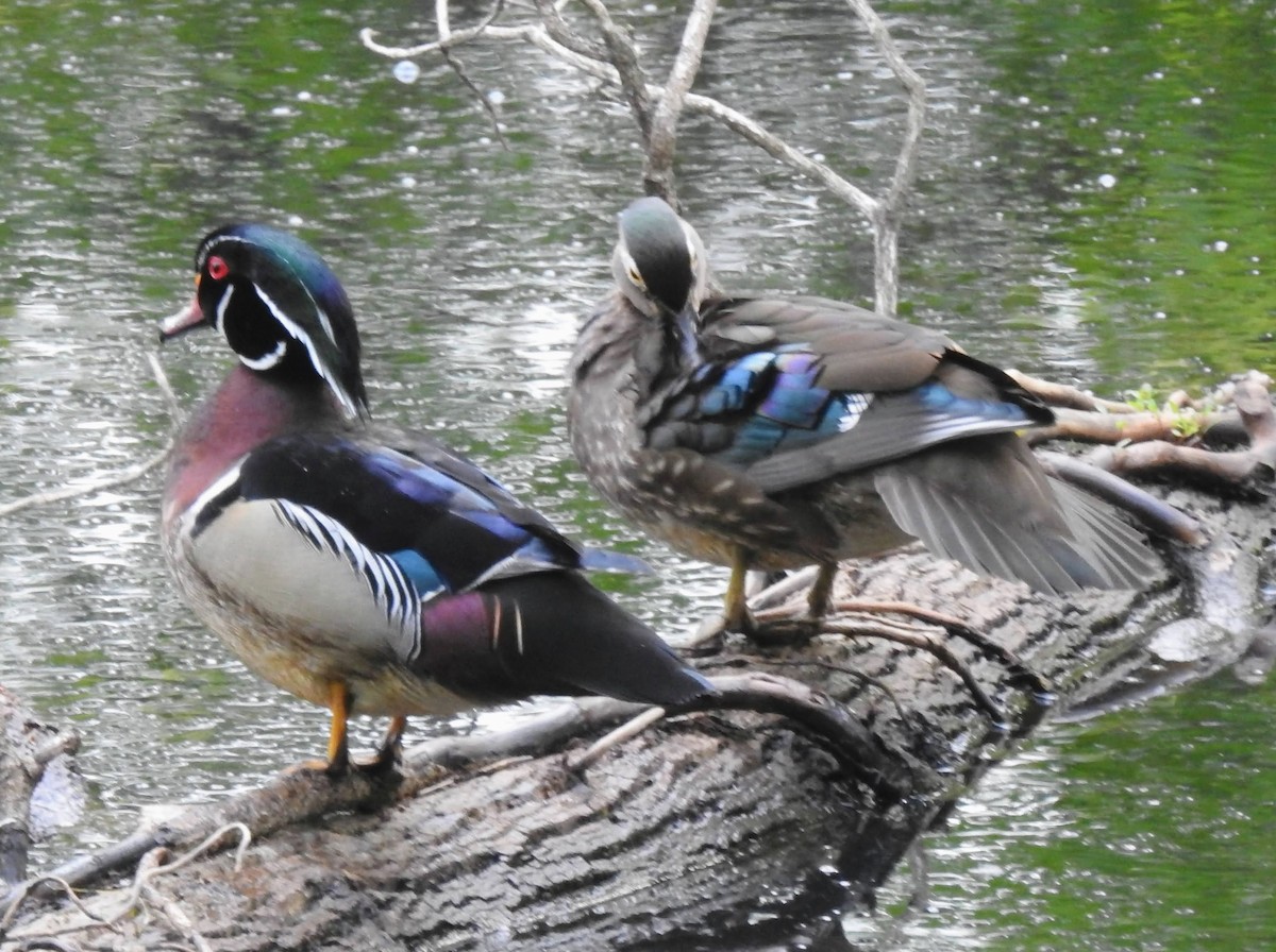 Wood Duck - ML563144411