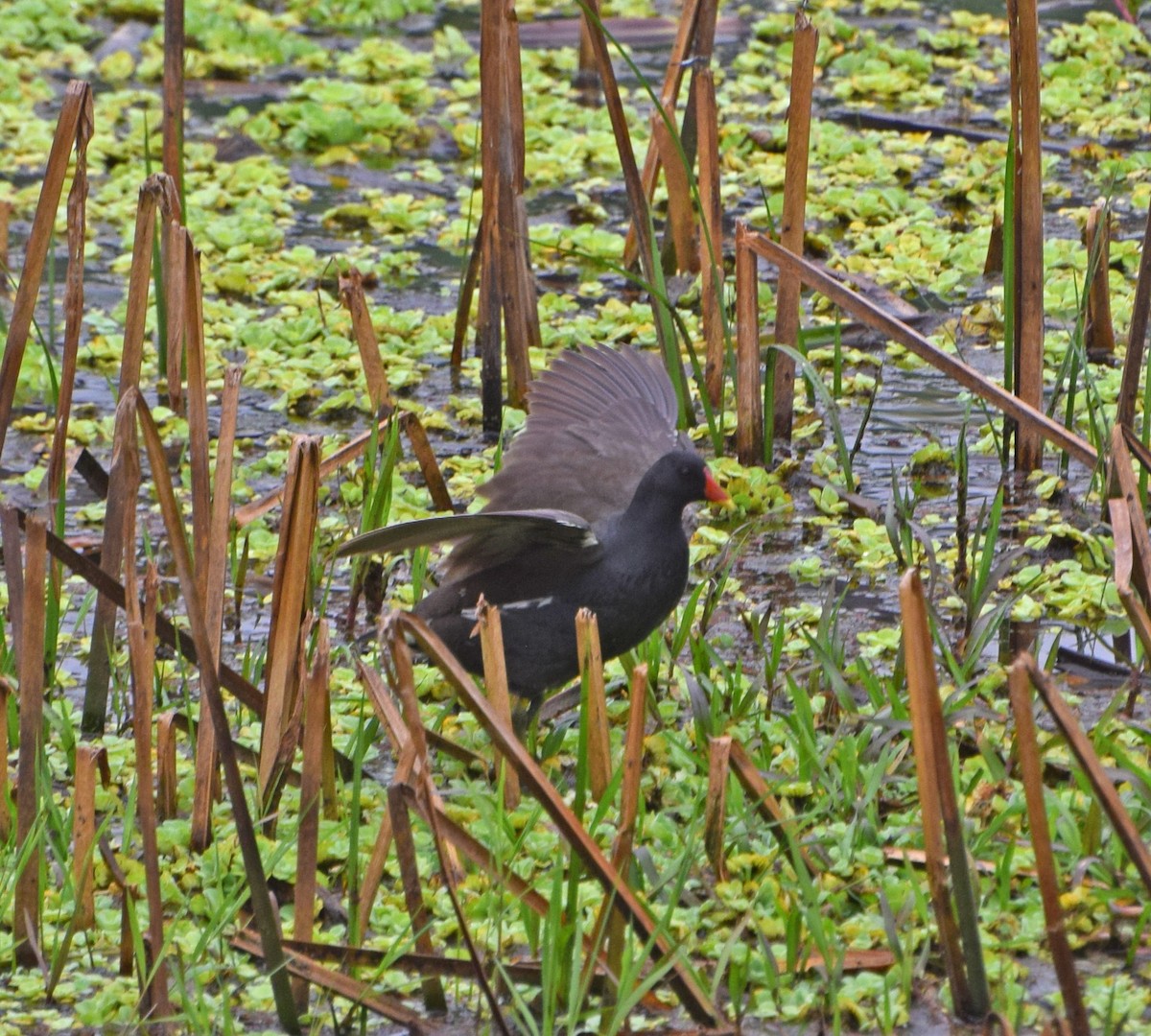 Eurasian Moorhen - ML56314551