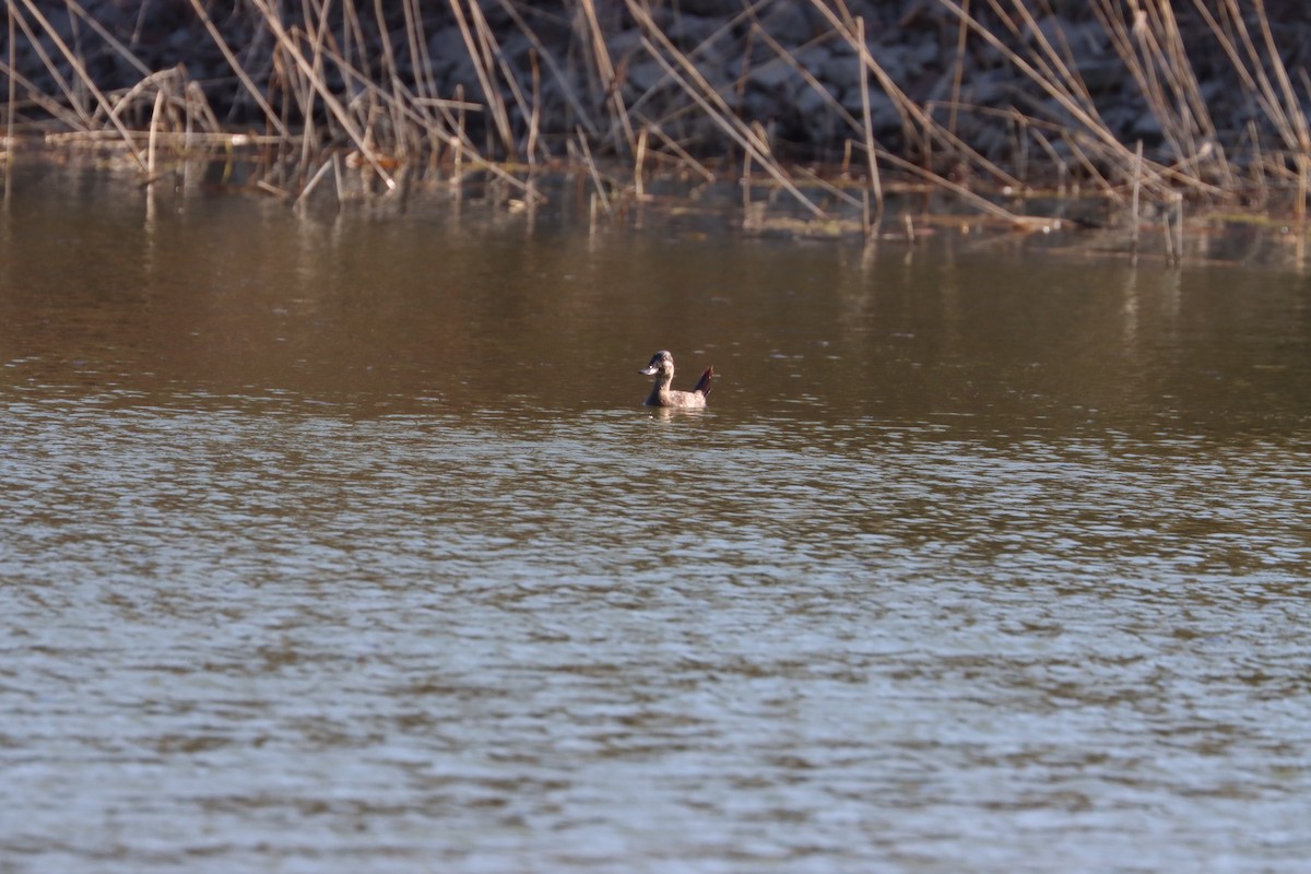 Ruddy Duck - François Smith