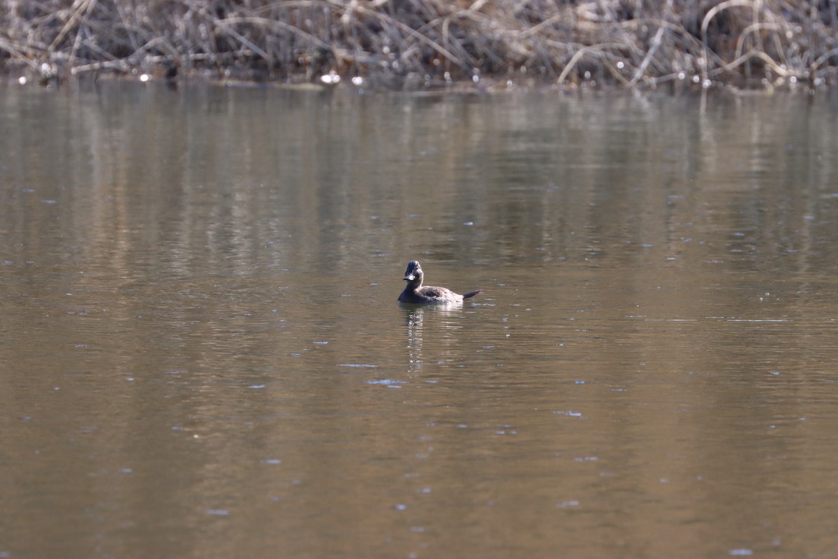 Ruddy Duck - François Smith