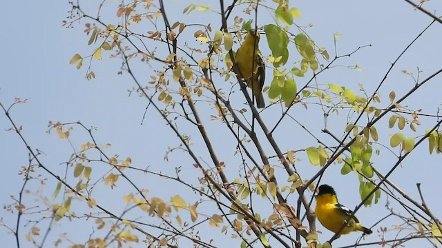 Common Iora - ML563148801