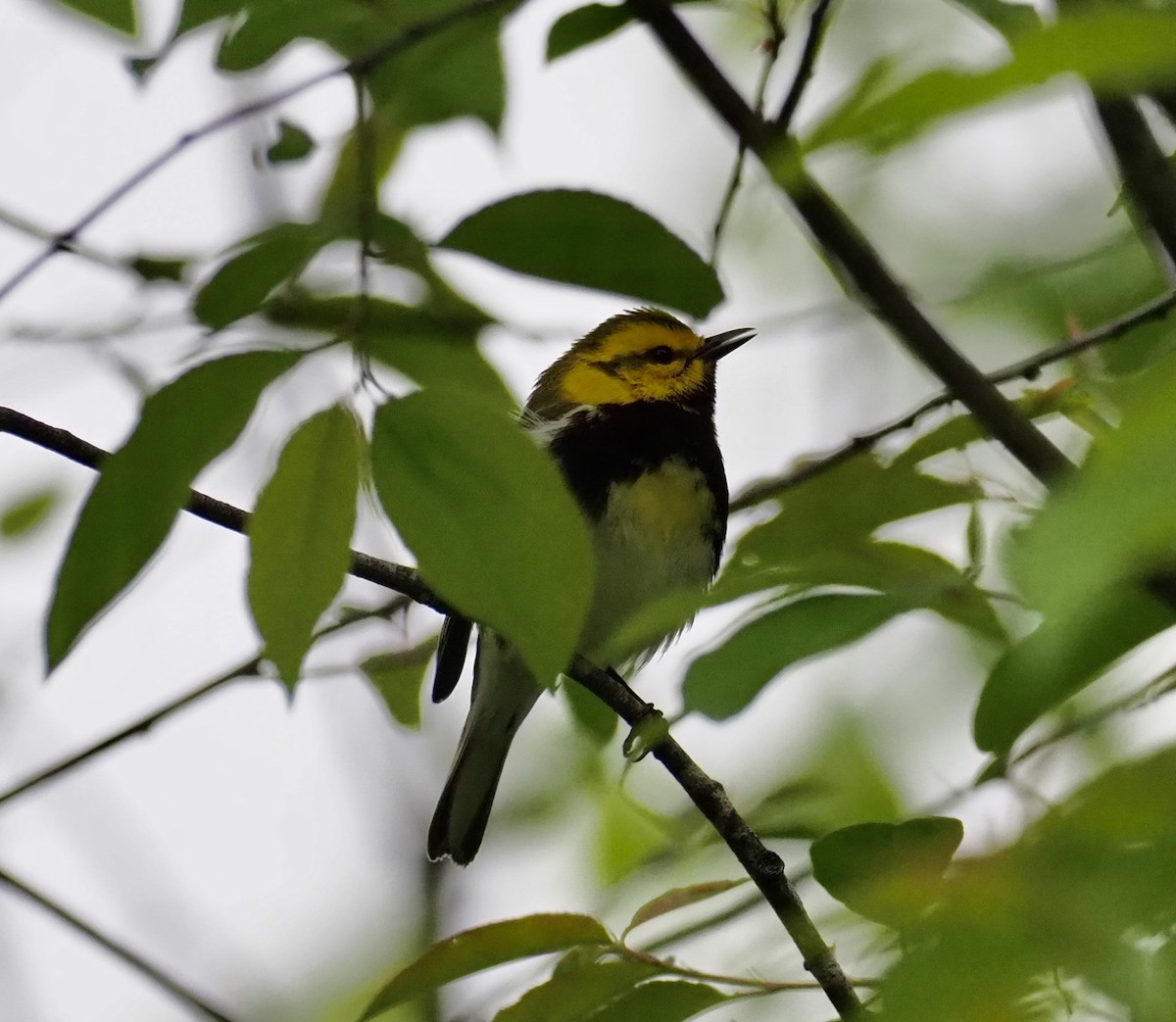 Black-throated Green Warbler - ML563149511