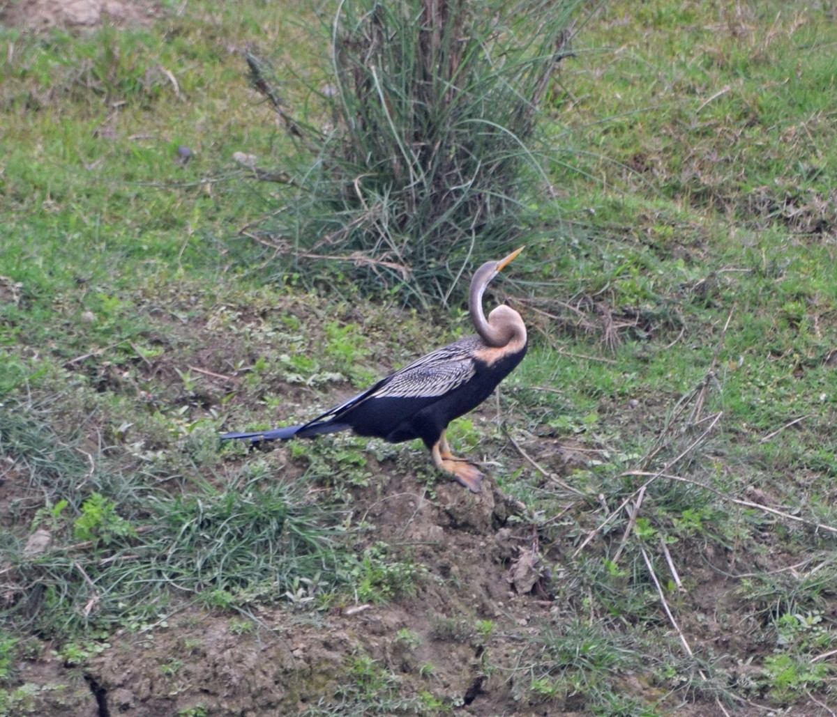 Oriental Darter - ML56315231