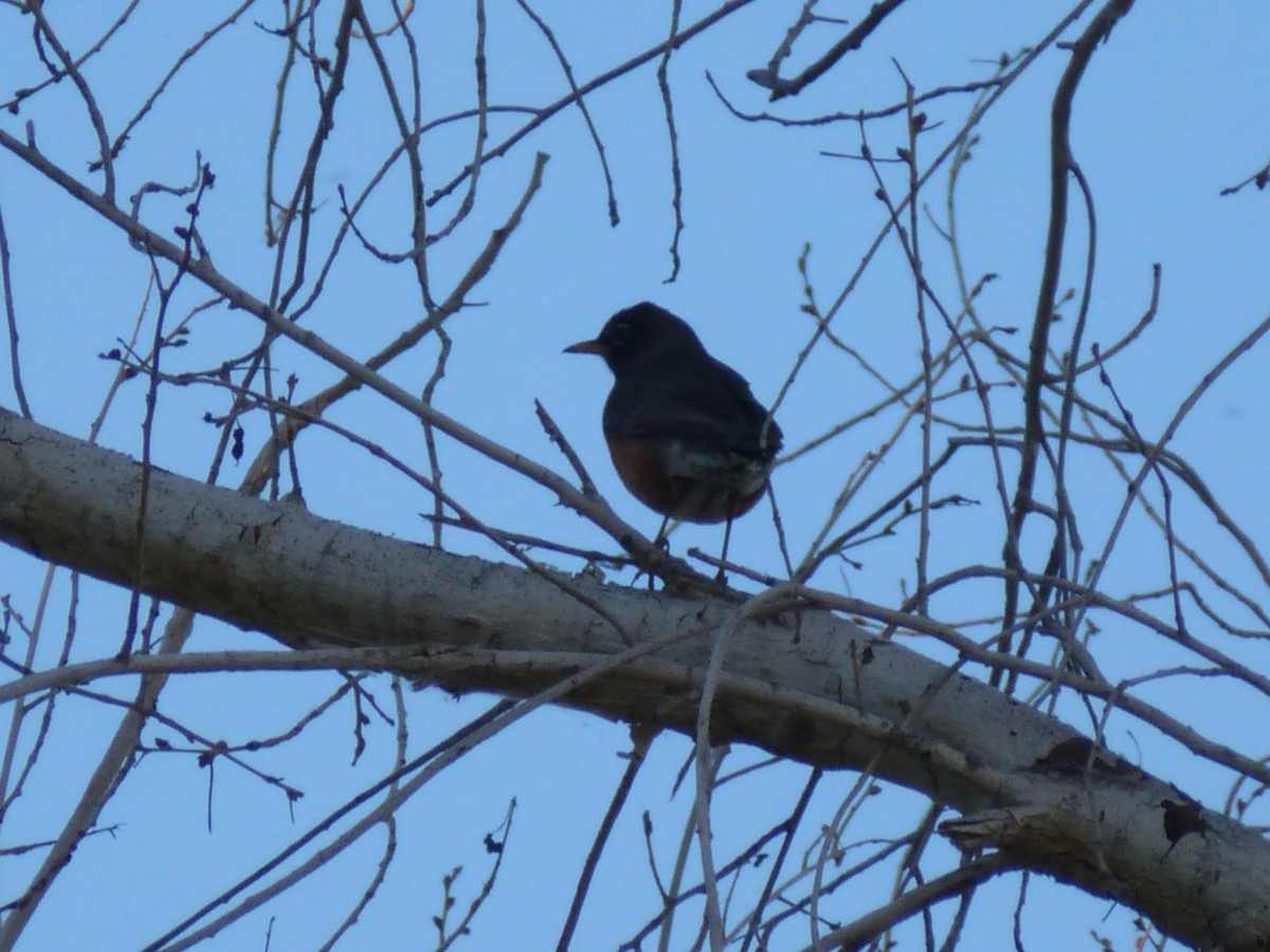 American Robin - ML563152421