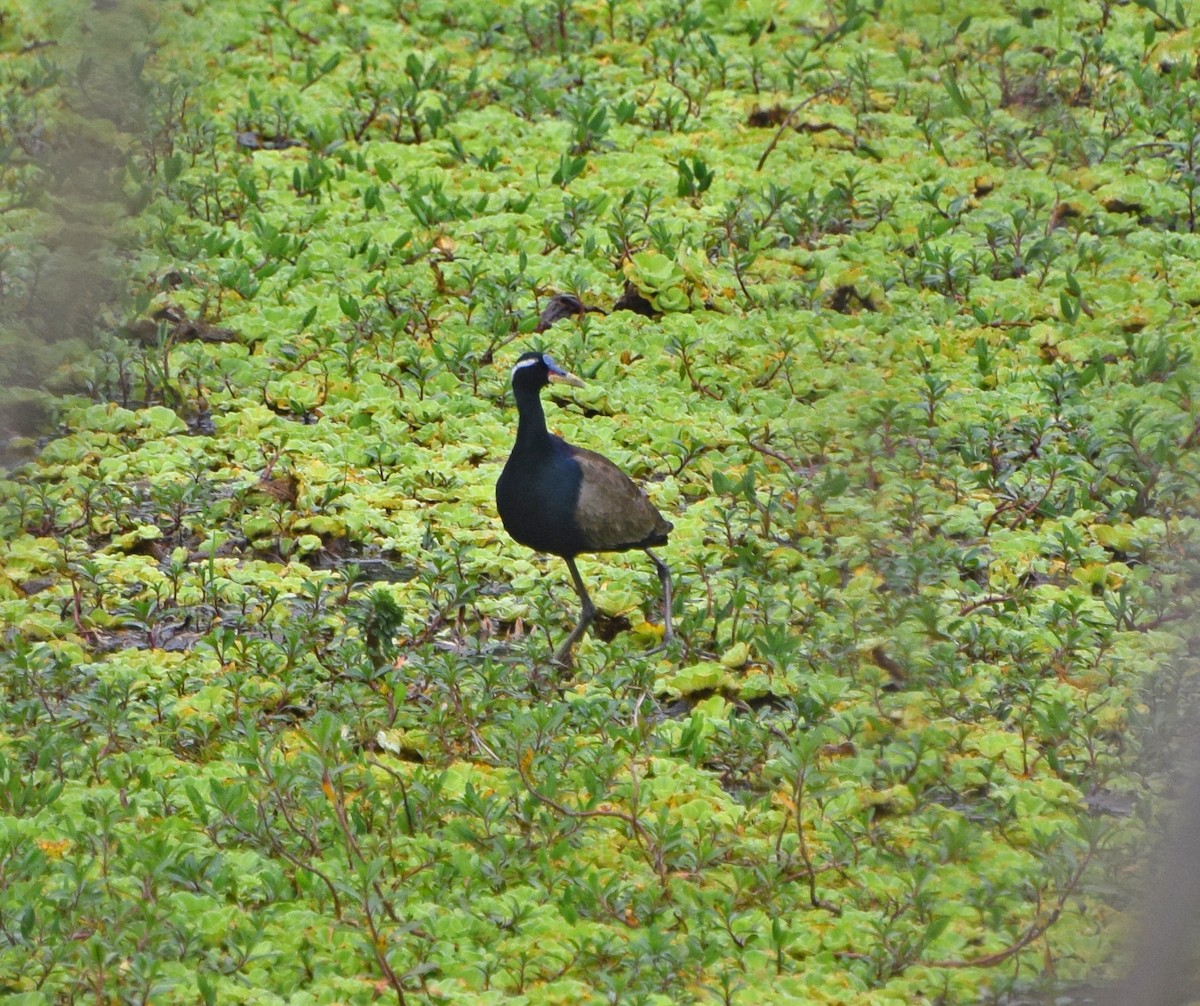 Bronze-winged Jacana - ML56315341