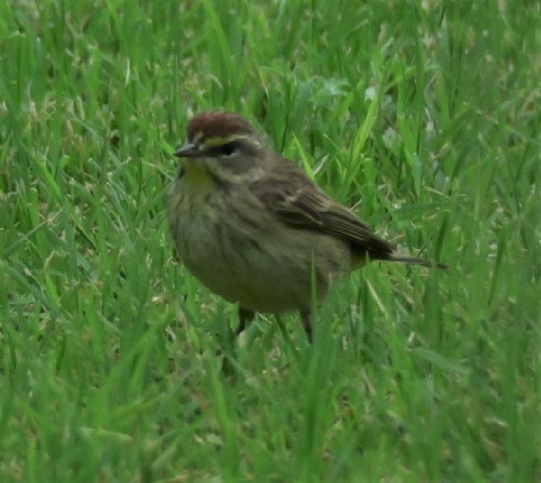 Palm Warbler - Baceliza Monroe