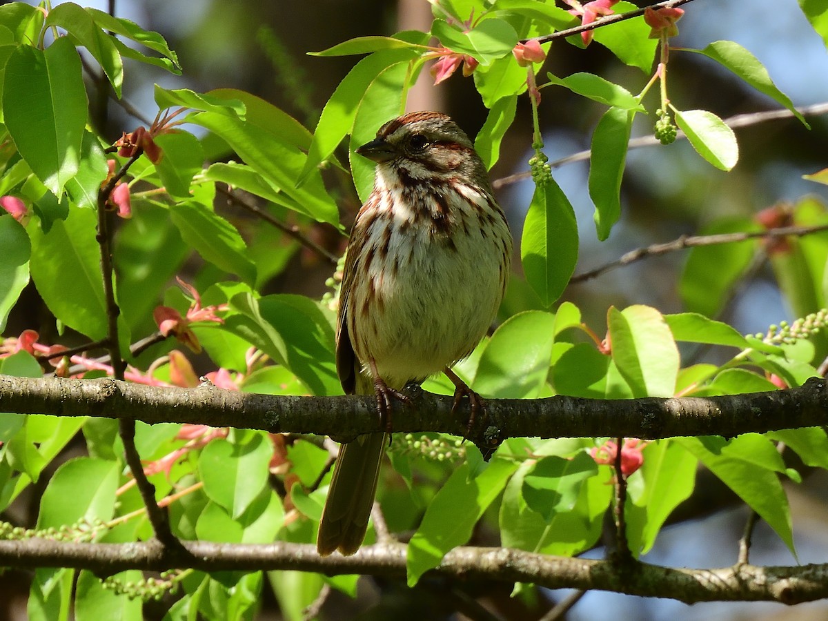 Song Sparrow - ML563154801