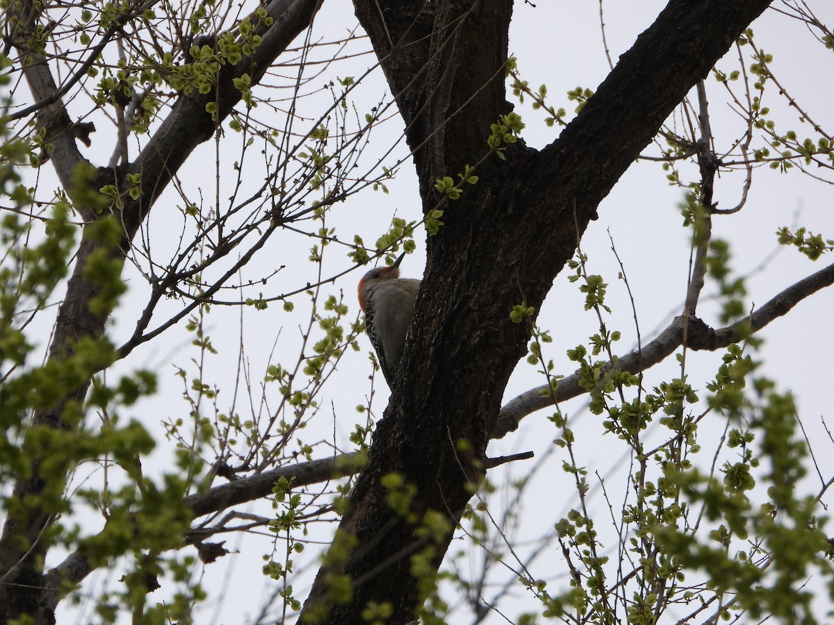 Red-bellied Woodpecker - ML563155481