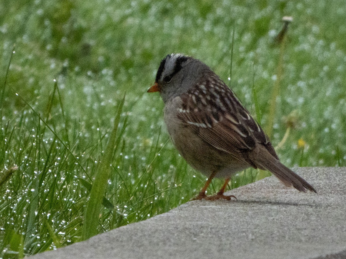 White-crowned Sparrow (Gambel's) - Kellen Apuna