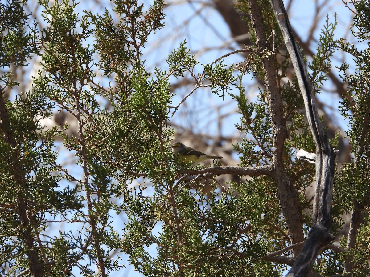 Ak Gözlü Vireo - ML563158211