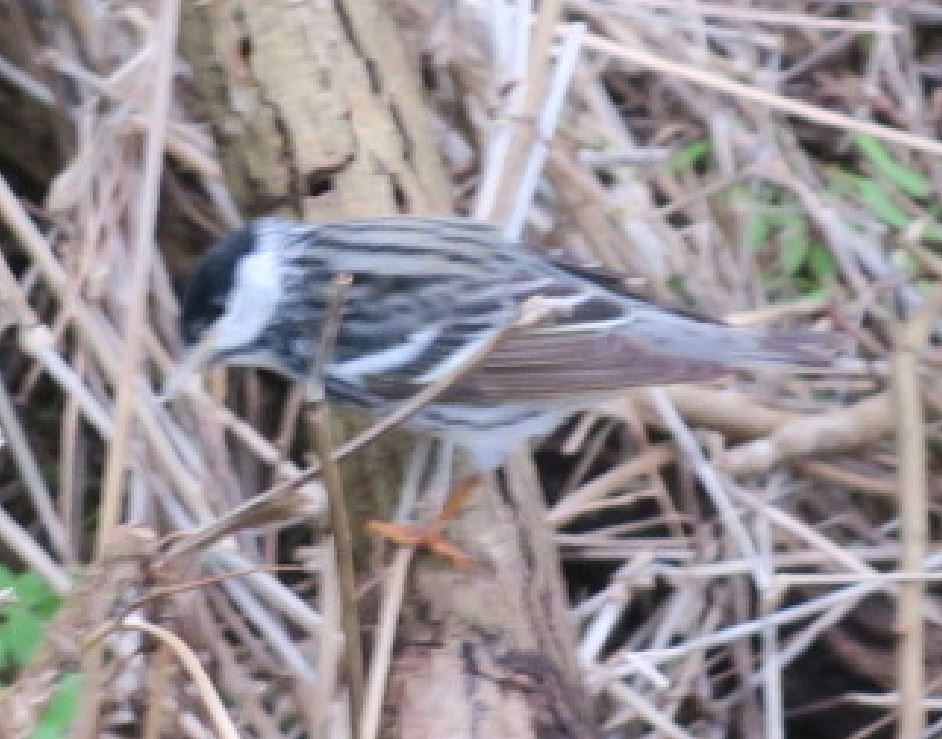 Blackpoll Warbler - Baceliza Monroe