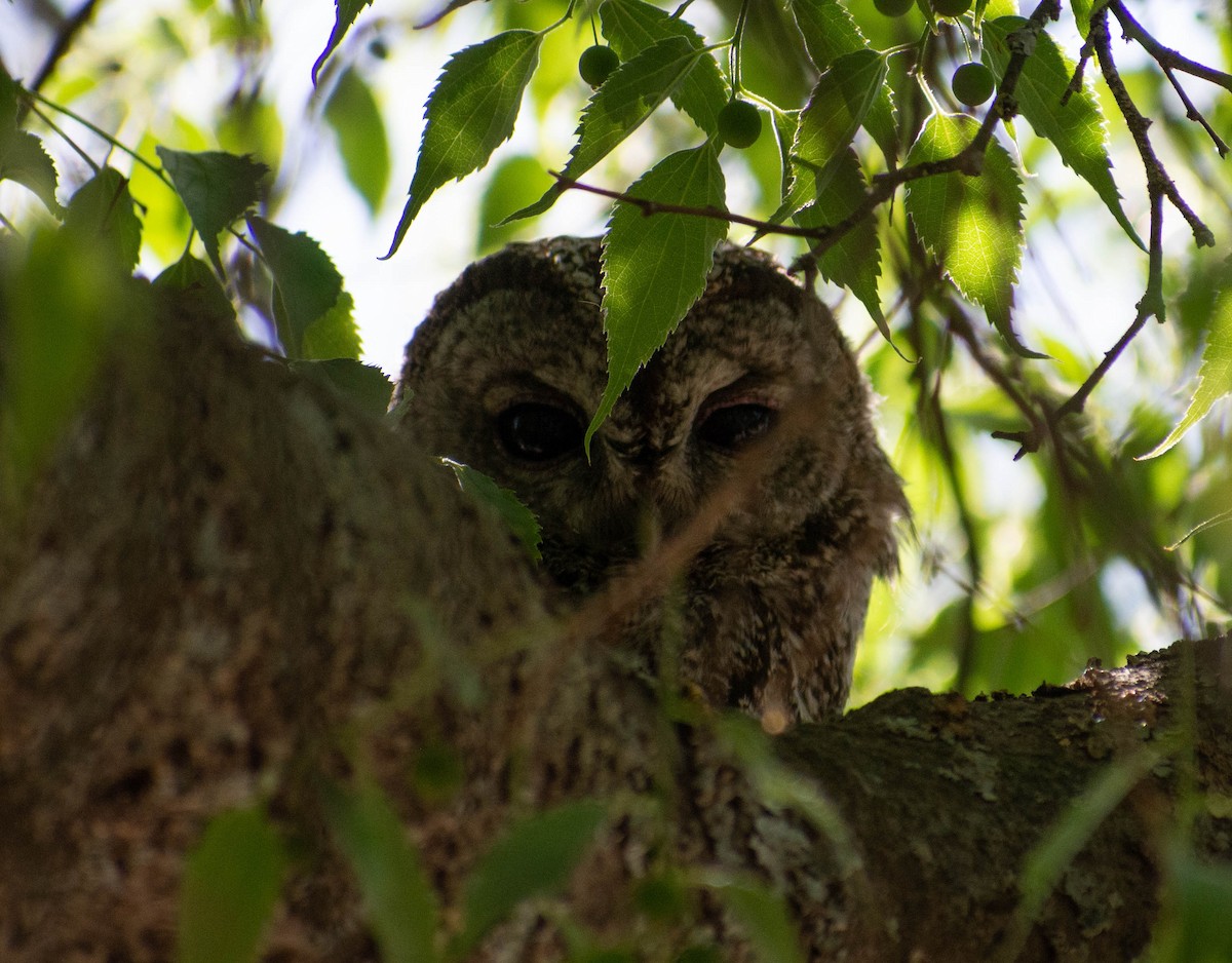 Tawny Owl - ML563158731