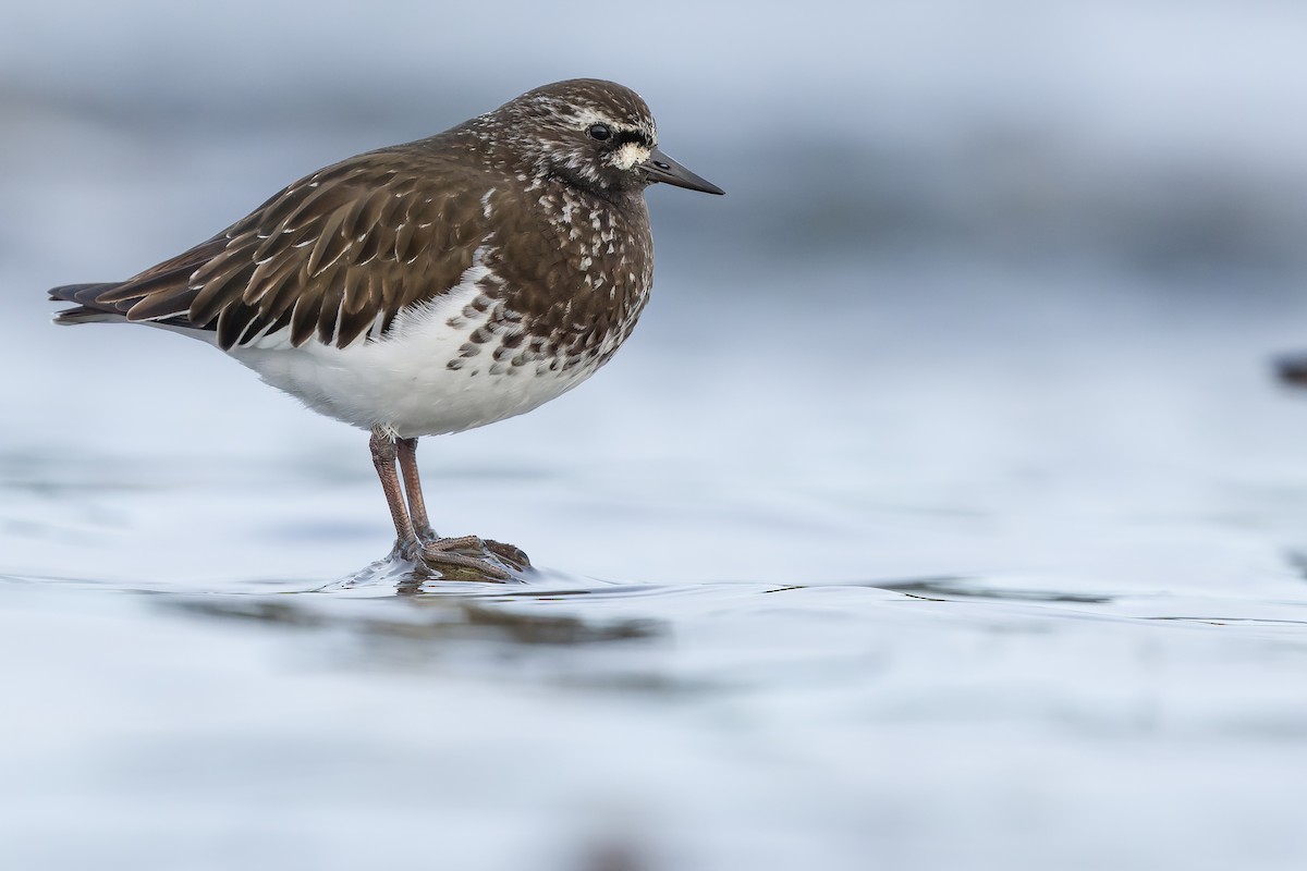 Black Turnstone - ML563158921