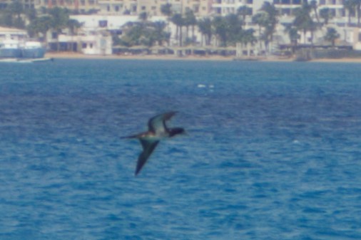 Brown Booby - ML56315901