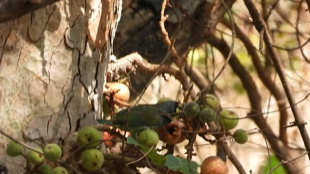 Coppersmith Barbet - ML563159961