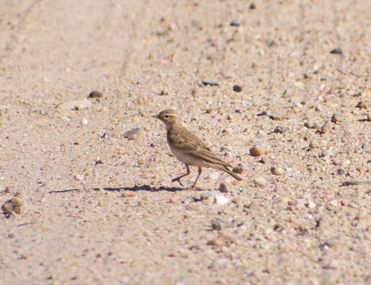 Greater Short-toed Lark - ML563160951