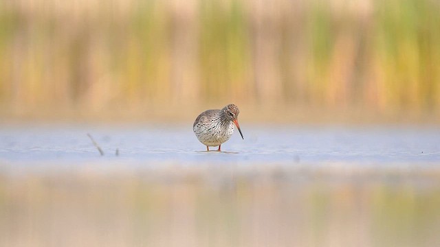 Common Redshank - ML563161131