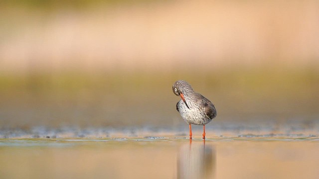 Common Redshank - ML563161531