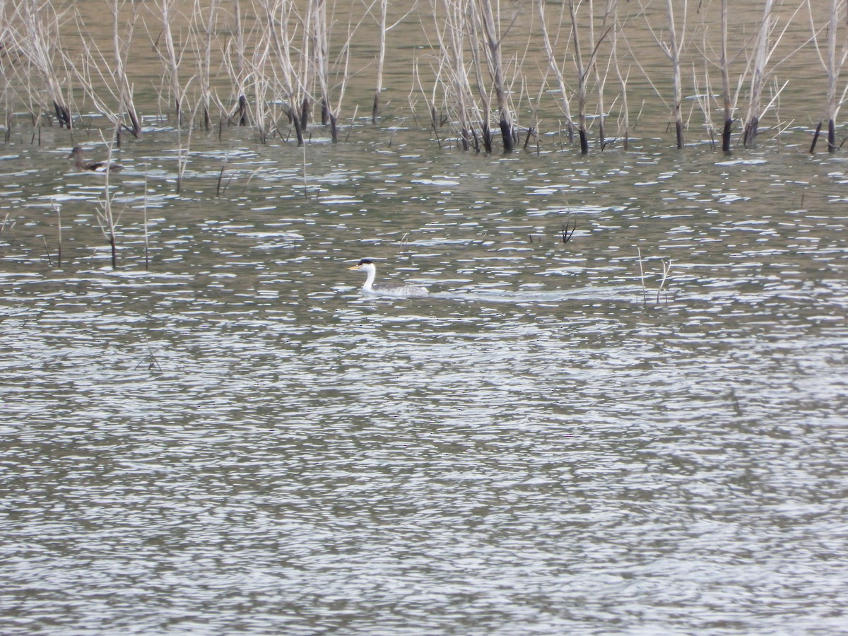 Clark's Grebe - Cole Sage